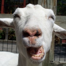 My Funny Goat